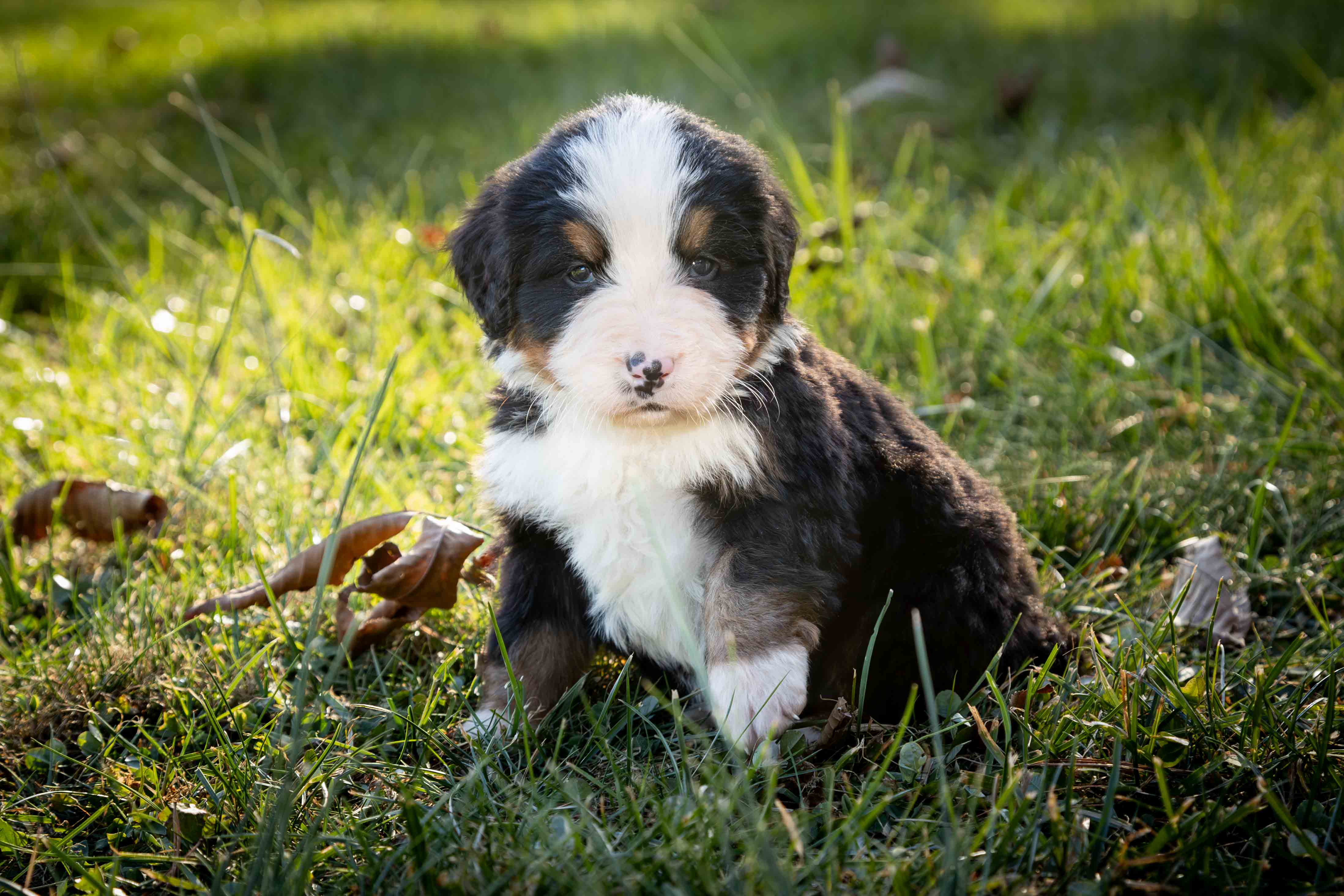 puppy, for, sale, Bernese Mountain Dog, Emanuel  Glick, dog, breeder, Bird-In-Hand, PA, dog-breeder, puppy-for-sale, forsale, nearby, find, puppyfind, locator, puppylocator, aca